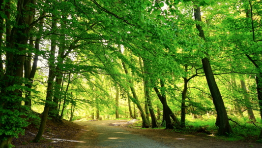 Bild-Nr: 12922150 Im Maiwald Erstellt von: Ostseestrand