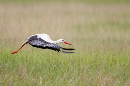 Bild-Nr: 12922525 Weißstorch Erstellt von: DirkR