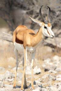 Bild-Nr: 12922875 Springbock Erstellt von: DirkR