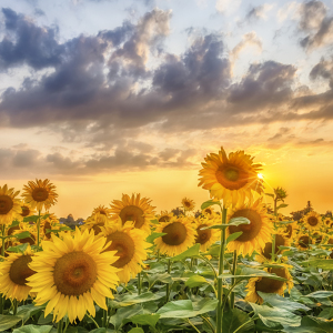 Bild-Nr: 12923230 Sonnenblumen im Sonnenuntergang Erstellt von: Melanie Viola