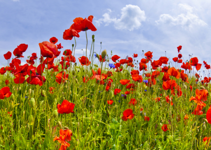 Bild-Nr: 12923233 Idyllisches Mohnblumenfeld Erstellt von: Melanie Viola