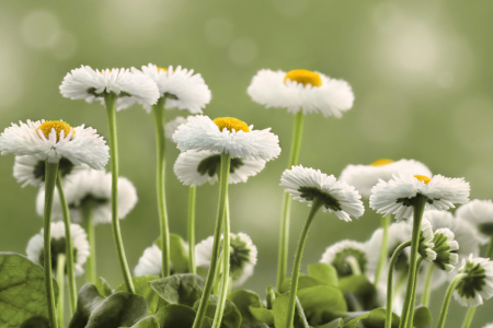 Bild-Nr: 12923511 Bellis Erstellt von: Atteloi