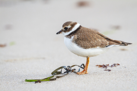 Bild-Nr: 12923728 Sandregenpfeifer am Ostseestrand Erstellt von: Daniela Beyer