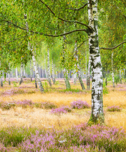 Bild-Nr: 12923739 Birke zwischen blühender Heide Erstellt von: Daniela Beyer