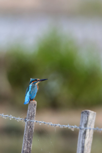 Bild-Nr: 12924343 Eisvogel Erstellt von: DirkR