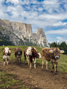 Bild-Nr: 12924346 Kühe auf der Seiser Alm Erstellt von: DirkR