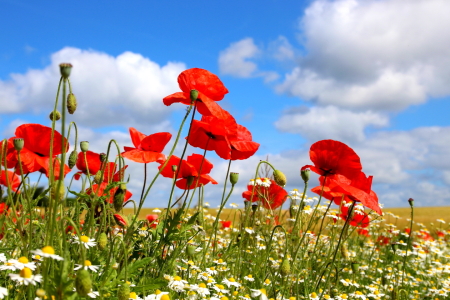 Bild-Nr: 12924942 Fröhlicher Sommer Erstellt von: Ostseestrand