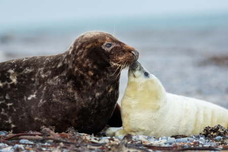 Bild-Nr: 12925230 Küsschen für Mama Erstellt von: Daniela Beyer
