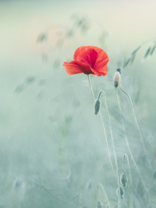 Bild-Nr: 12925238 Mohnblüte II Erstellt von: Daniela Beyer