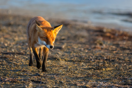 Bild-Nr: 12926138 Fuchs am Ostseestrand Erstellt von: Daniela Beyer