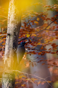 Bild-Nr: 12927294 Schwarzspecht Erstellt von: DirkR