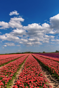 Bild-Nr: 12927824 Tulpenblüte in Holland Erstellt von: Achim Thomae