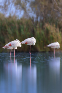 Bild-Nr: 12928043 Flamingos Erstellt von: DirkR