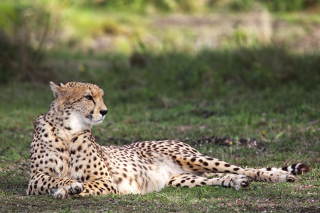 Bild-Nr: 12928560 Gepard Erstellt von: DirkR