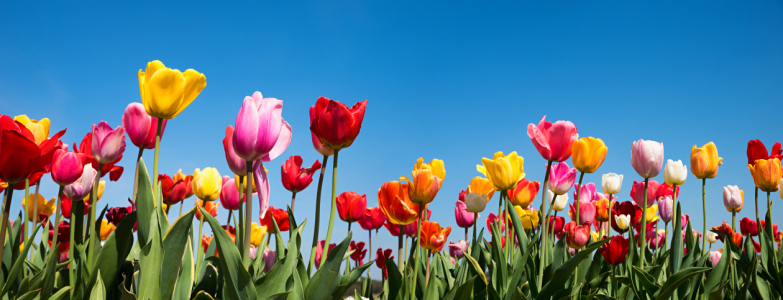 Bild-Nr: 12928652 bunte Tulpenwiese Erstellt von: SusaZoom