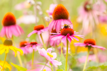 Bild-Nr: 12928813 Hummel im Glück - Sommerblumen Erstellt von: Daniela Beyer