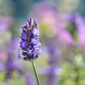 Bild-Nr: 12930361 Lavendel Erstellt von: Atteloi