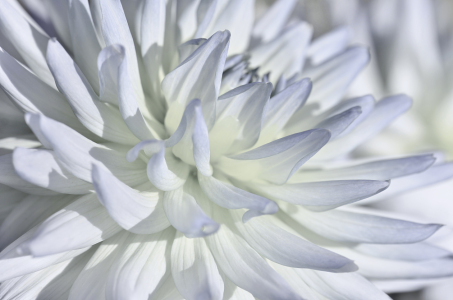 Bild-Nr: 12931333 Dahlie Erstellt von: Atteloi