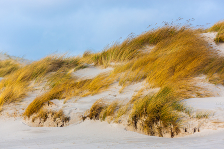 Bild-Nr: 12931464 Der Wind streift über die Dünen der Nordseeküste Erstellt von: Daniela Beyer