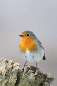 Bild-Nr: 12931827 Rotkehlchen Erstellt von: DirkR