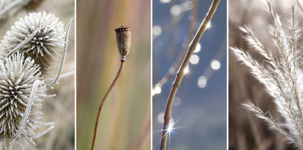 Bild-Nr: 12932289 Pflanzen im Winter Erstellt von: SusaZoom