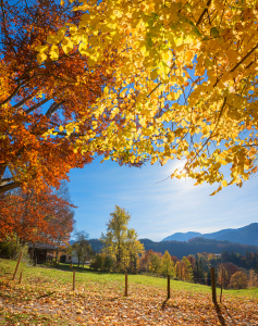 Bild-Nr: 12932689 Herbstgold Erstellt von: SusaZoom