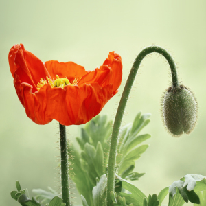 Bild-Nr: 12933000 Mohnblume Erstellt von: Atteloi