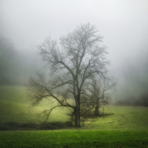 Bild-Nr: 12933127 Verträumte Landschaft mit prächtigen Baum im Nebel Erstellt von: Smileus