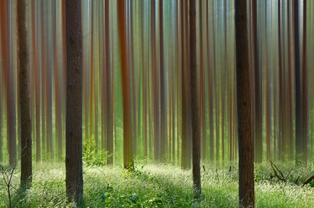 Bild-Nr: 12933295 Im Wald Erstellt von: Atteloi
