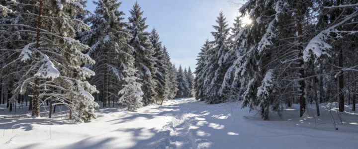 Bild-Nr: 12933537 Tannenwald im Winter KI Erstellt von: XYRIUS