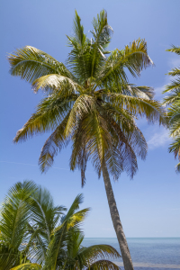 Bild-Nr: 12933770 Palmen und Meerblick  Erstellt von: Melanie Viola