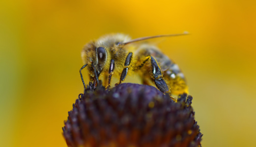 Bild-Nr: 12934058 Hungry Erstellt von: youhaveadream