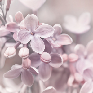 Bild-Nr: 12934103 Flieder Erstellt von: Atteloi