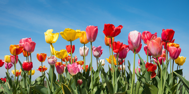 Bild-Nr: 12934386 Buntes Tulpenfeld II Erstellt von: SusaZoom