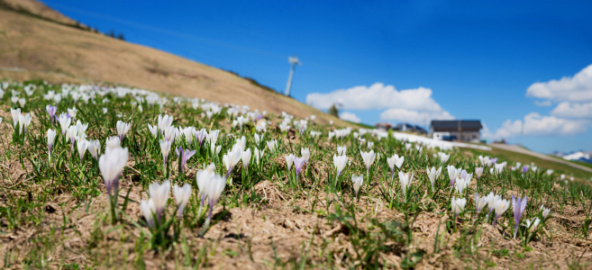 Bild-Nr: 12934549 Krokuswiese am Fellhorn Erstellt von: SusaZoom