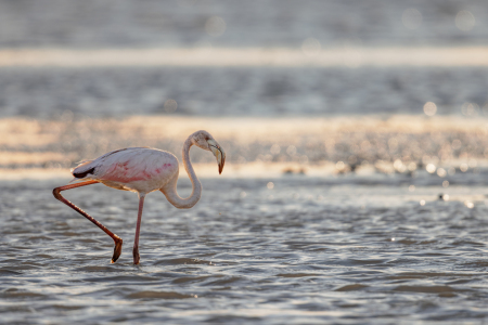 Bild-Nr: 12934607 Rosaflamingo Erstellt von: DirkR