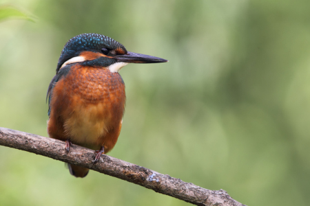 Bild-Nr: 12934611 Eisvogel Erstellt von: DirkR