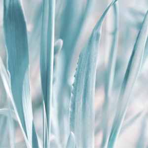 Bild-Nr: 12934711 Zarte blaue Blätter Erstellt von: Atteloi