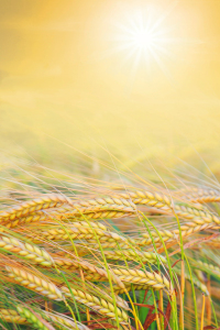 Bild-Nr: 12934749 Goldenes Feld Erstellt von: SusaZoom