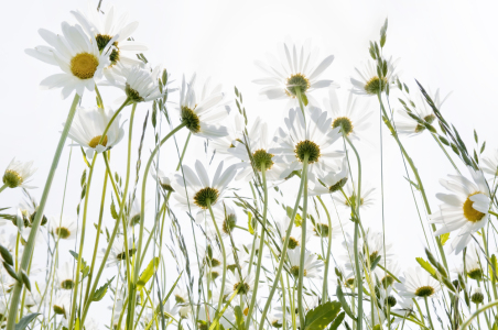 Bild-Nr: 12934778 Margerite 3 Erstellt von: danielschoenen
