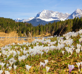 Bild-Nr: 12934894 Krokuswiese und Karwendel Erstellt von: SusaZoom