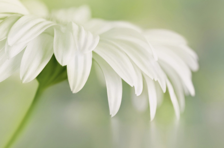 Bild-Nr: 12935139 Gerbera Erstellt von: Atteloi