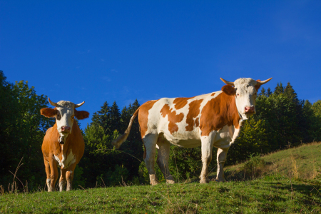 Bild-Nr: 12935271 Kühe auf der Bergweide in Bayern Erstellt von: SusaZoom