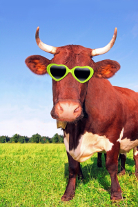 Bild-Nr: 12935500 Lustige Kuh mit Brille Erstellt von: SusaZoom