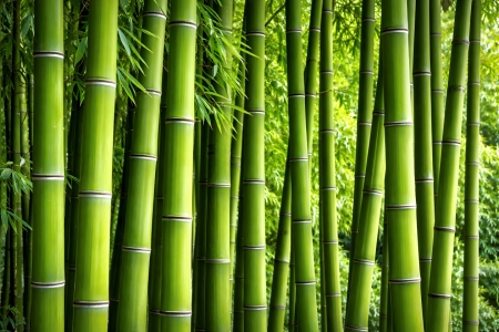 Bild-Nr: 12935751 Bambus KI Erstellt von: gabii40