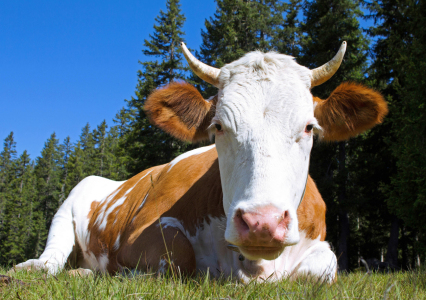 Bild-Nr: 12935933 Lisa Erstellt von: wompus