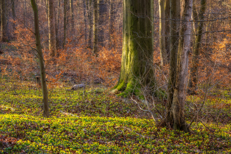 Bild-Nr: 12936100 Blütenteppich aus Winterlingen im Frühlingswald Erstellt von: Daniela Beyer