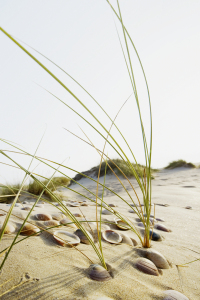 Bild-Nr: 12936195 Muscheln 3 Erstellt von: danielschoenen