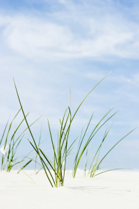 Bild-Nr: 12936198 Gräser 3 Erstellt von: danielschoenen