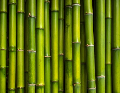 Bild-Nr: 12936203 Frische grüne Bambusstäbe KI Erstellt von: gabii40